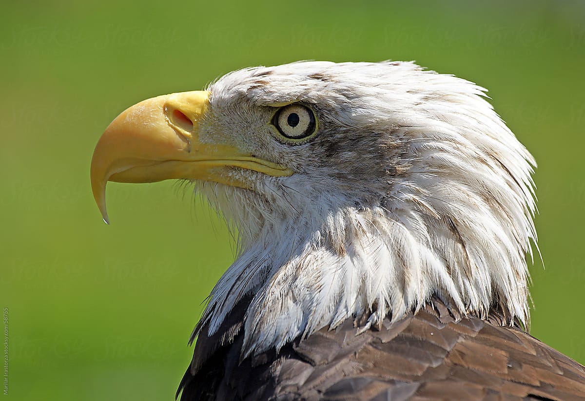 Bald Eagle I