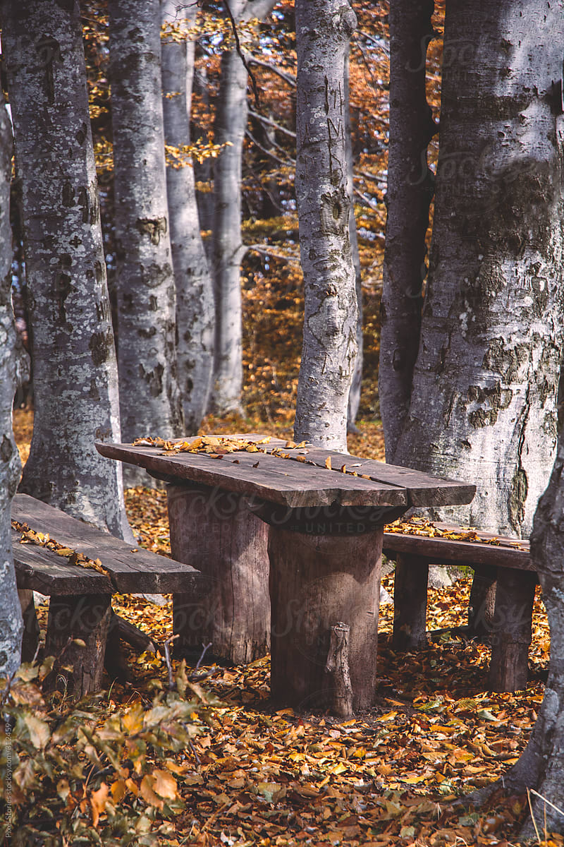 Wooden Table And Benches In Forest By Pixel Stories