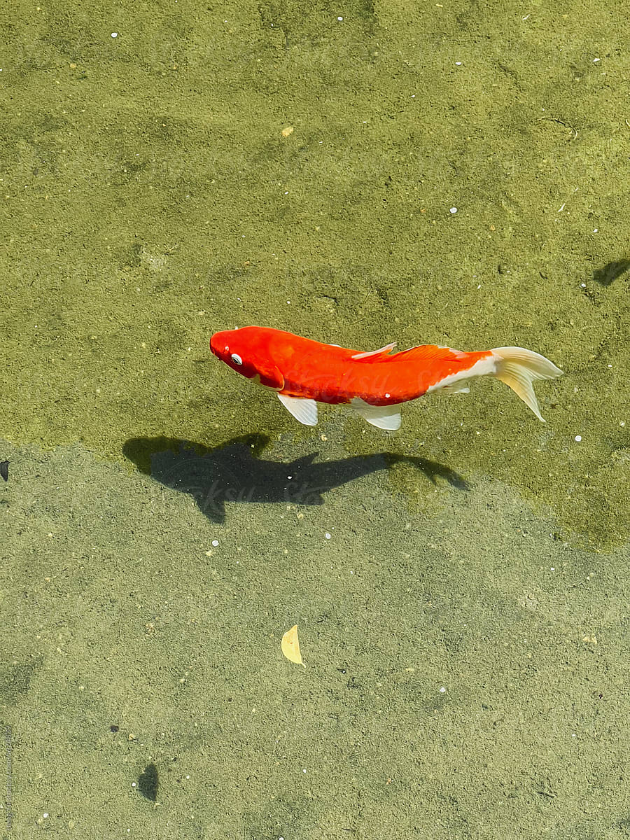 Solitary Koi in Clear Pond