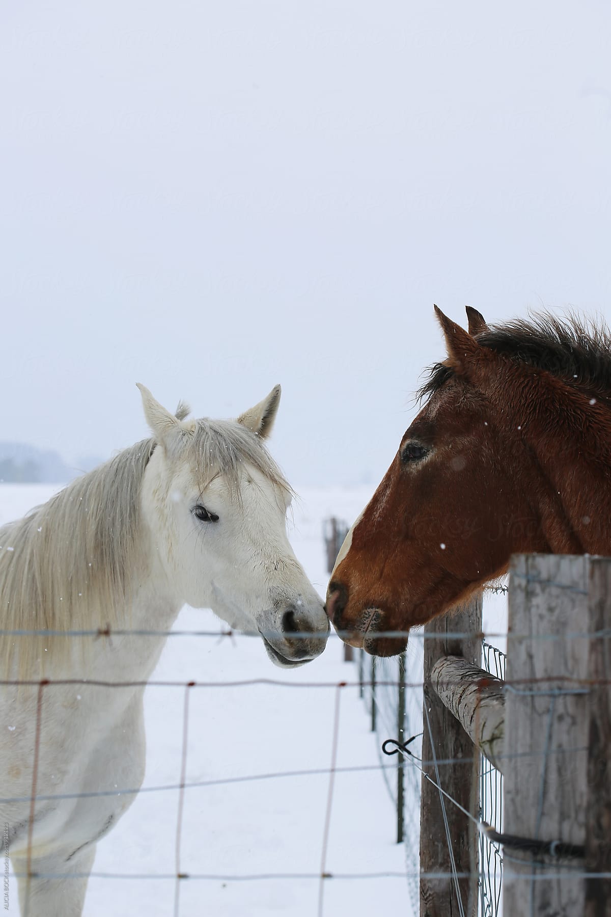 Two Horses Standing Nose To Nose Across A Fence On A Snowy Day