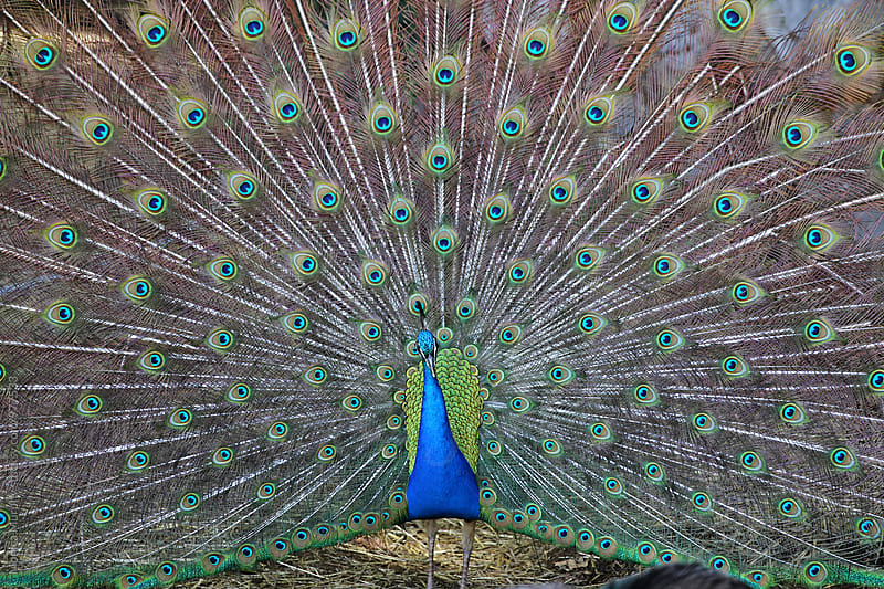 Beautiful Peacock with Feathers open