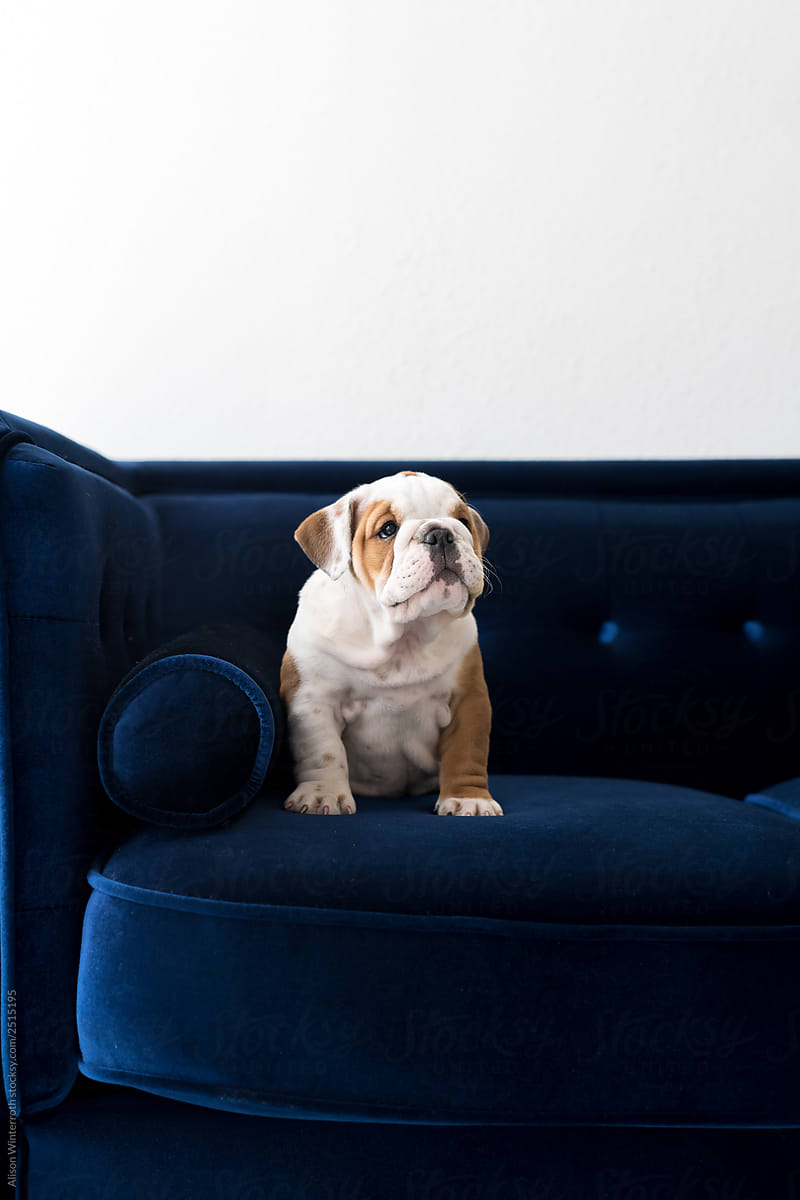 An English bulldog puppy sitting on a dark blue velvet couch