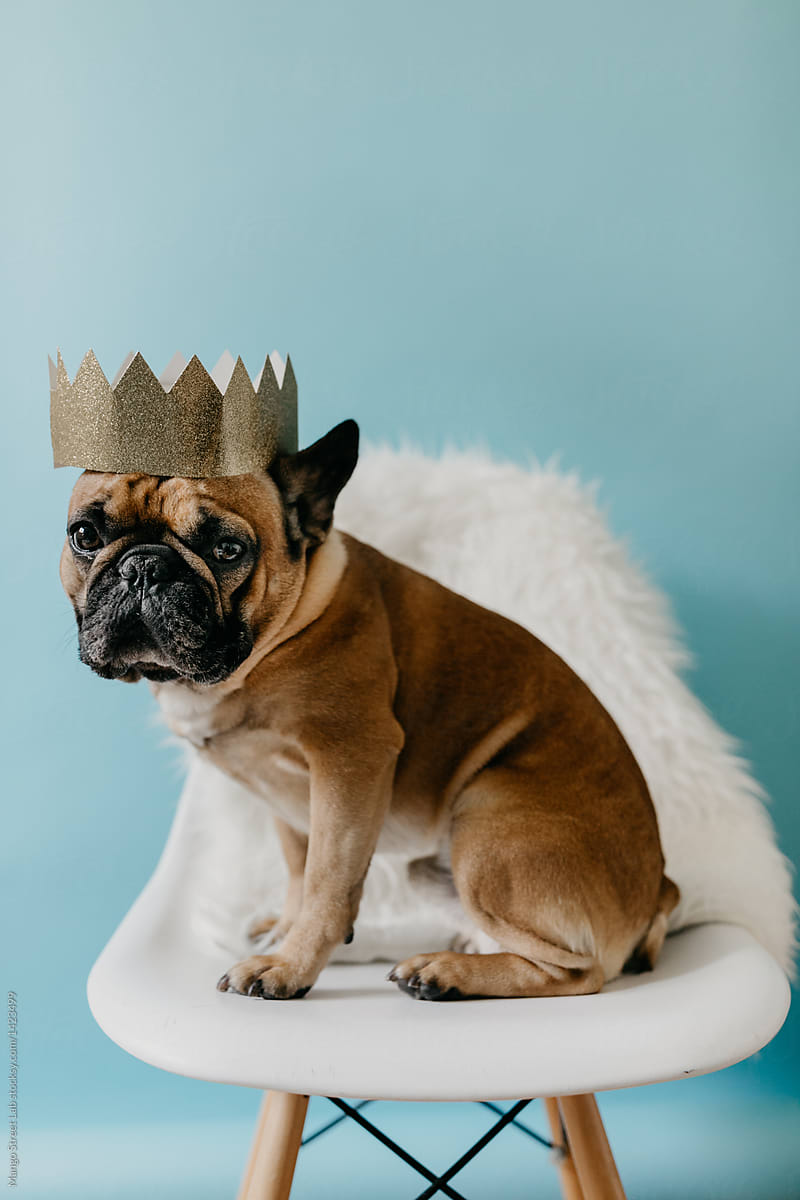 French Bulldog Puppy Dog Wearing a Gold Crown