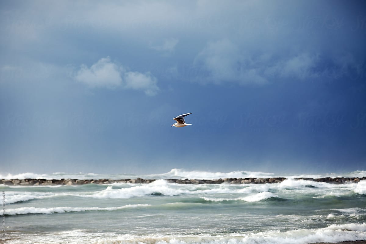 Soaring Seagull at Stormy Beach