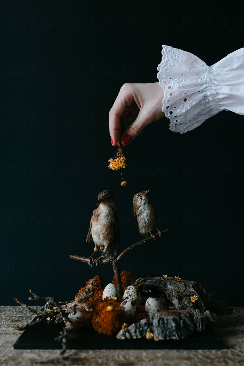 birds with their nests still life