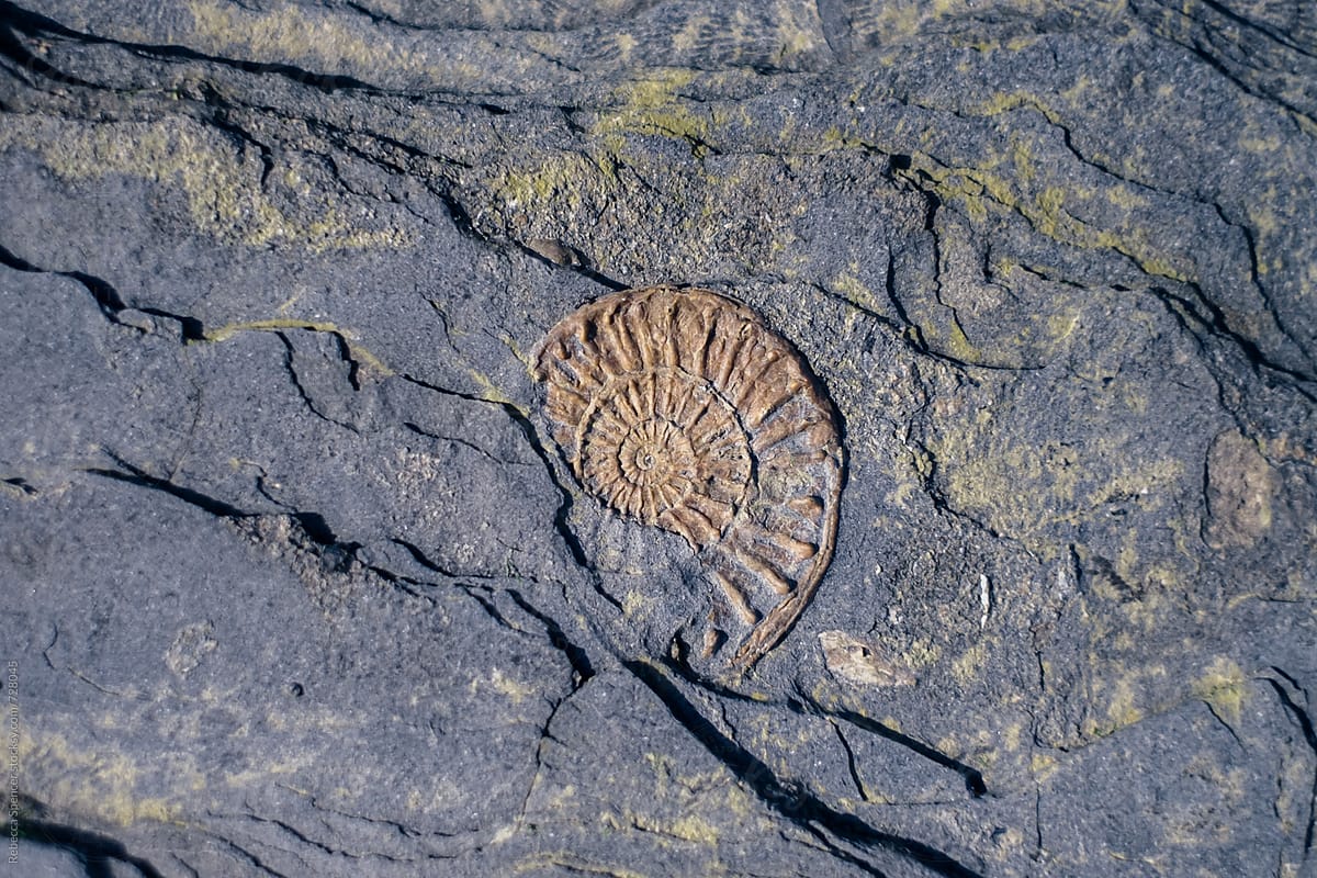 Ammonite fossil embedded in rock