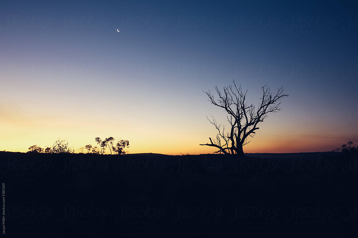 Sunset In The Australian Bush With Dead Tree On Skyline By Stocksy