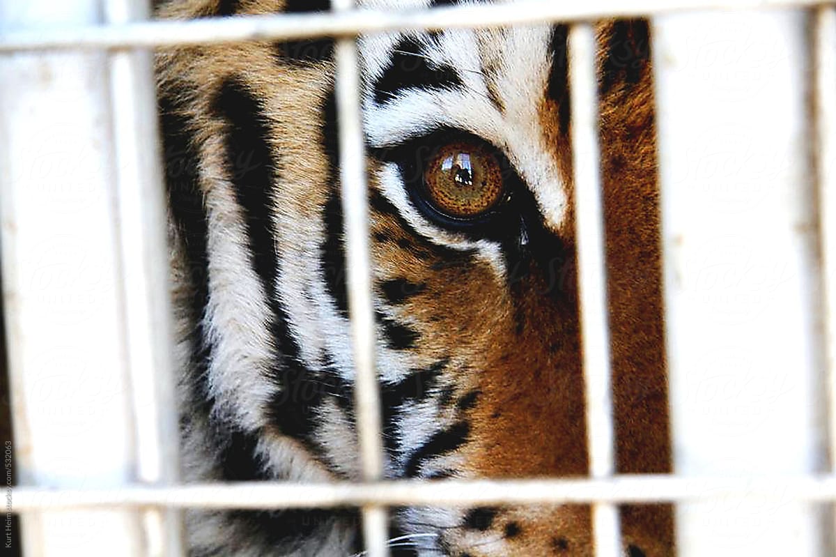 Caged Siberian Tiger