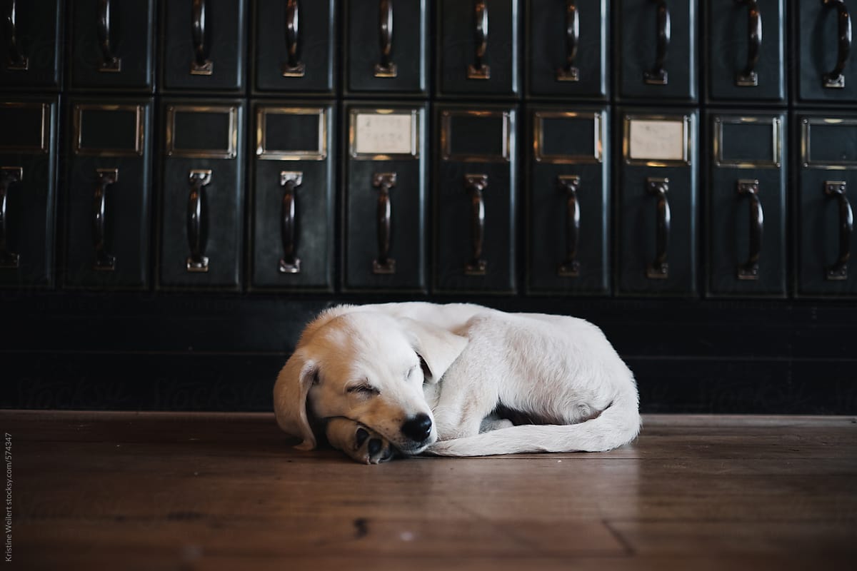 White lab puppy curled up and sleeping on a wood floor