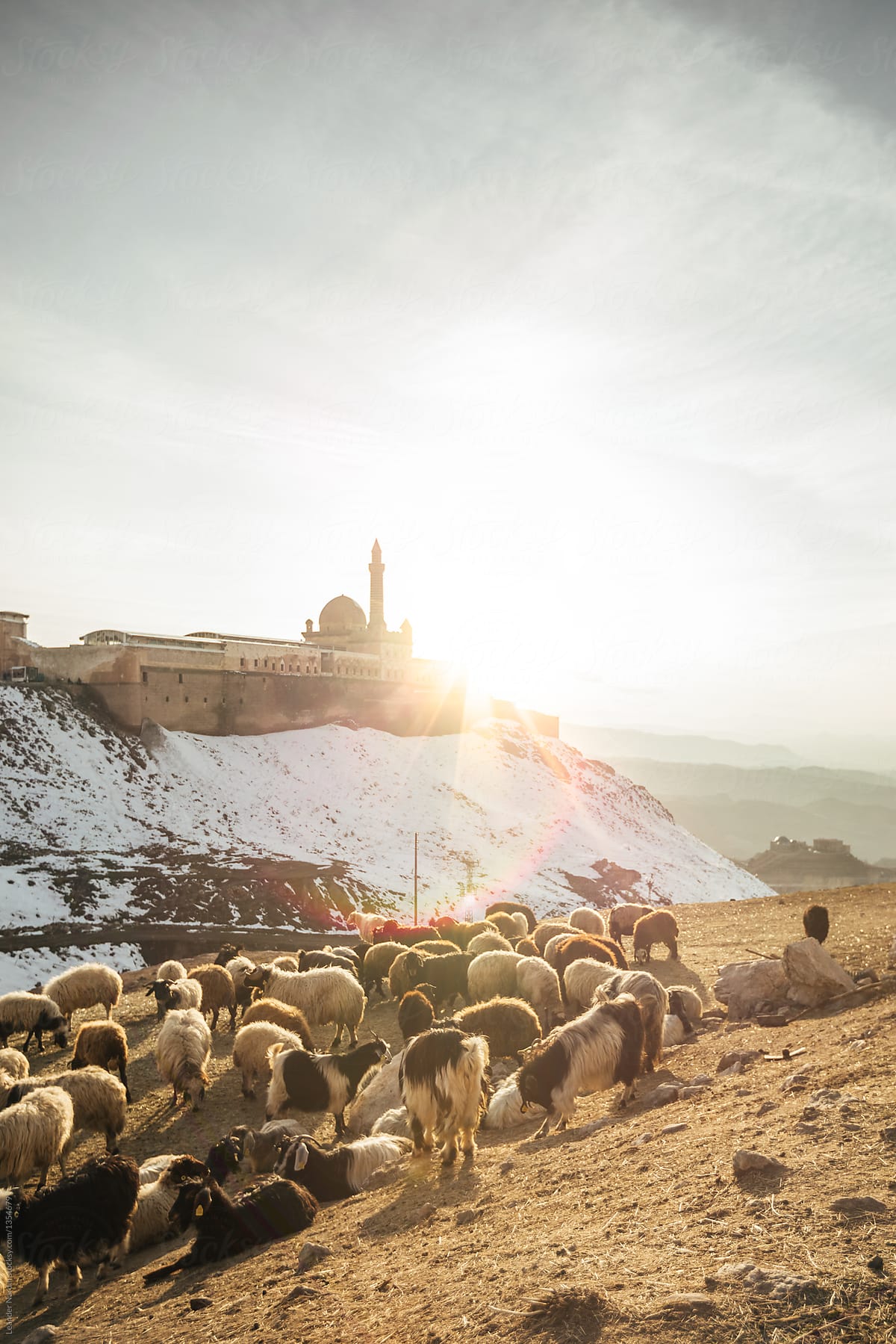 herd of sheeps grazing on a meadow in front of an oriental palace at sunset, turkey