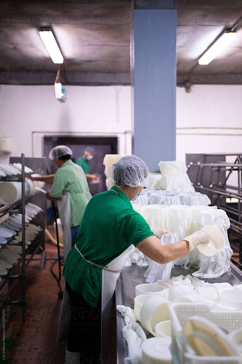 Process Of Elaborating Cheese In The Factory.