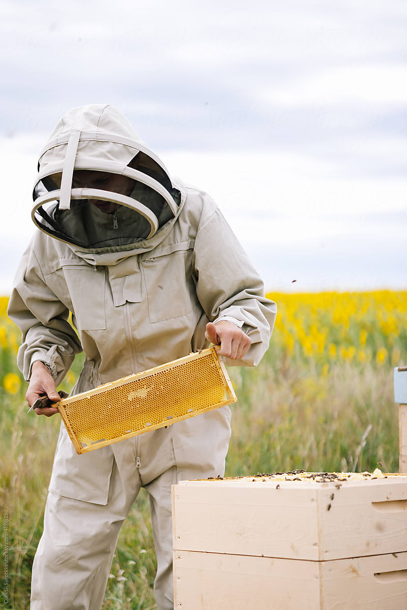 Apiarist harvest collect honeycomb