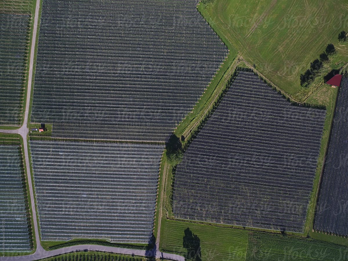 Aerial vista of geometric lines on apple orchards