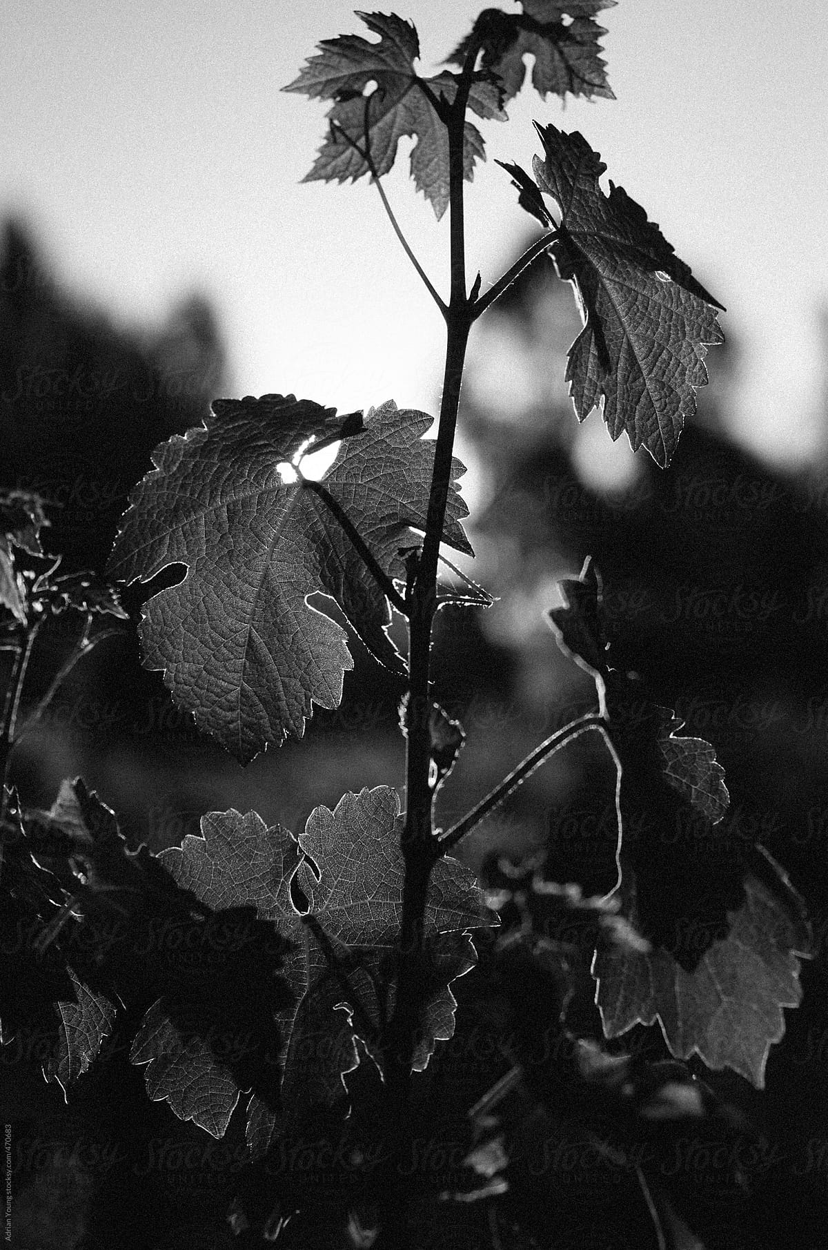 Vine Leaves Backlit by the Setting Sun