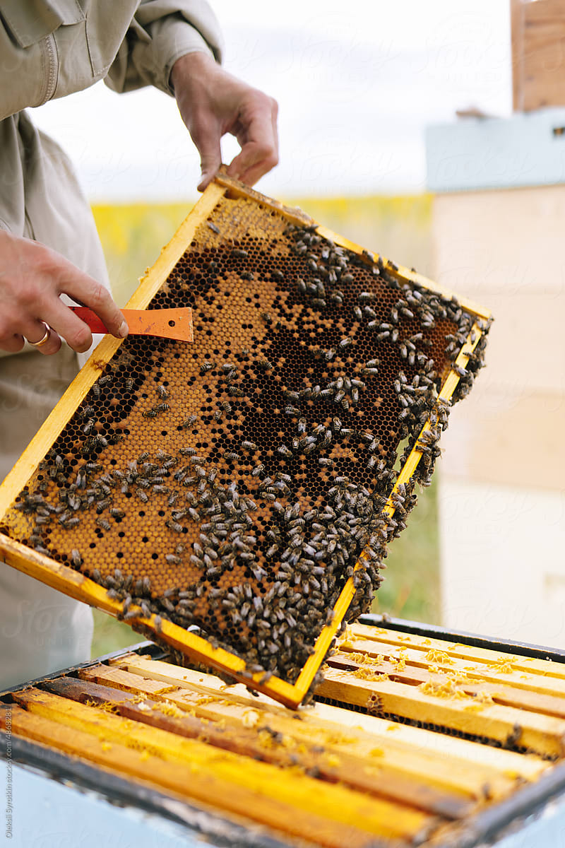 Beekeeper equipment hive frame
