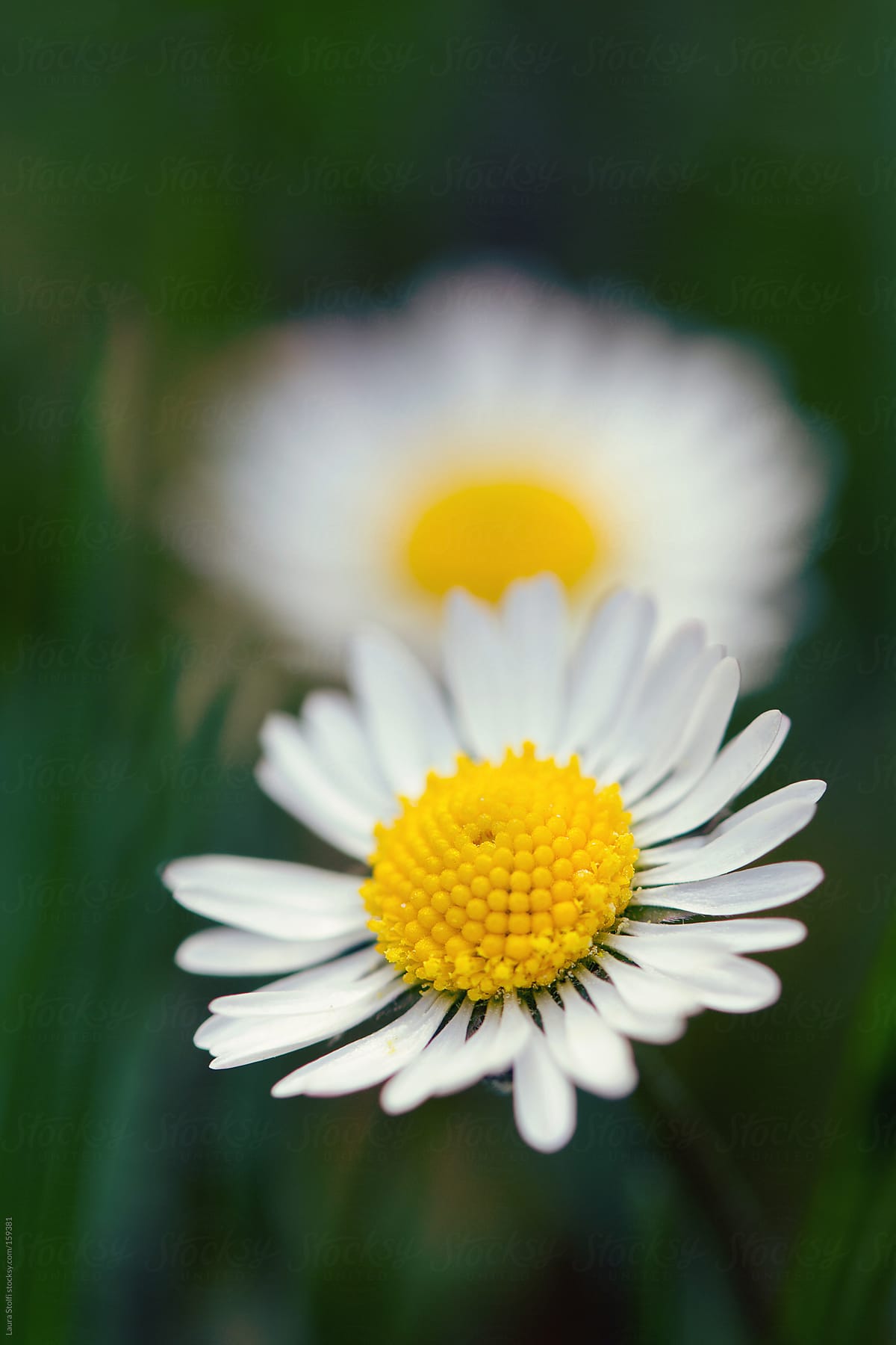 Loves me, loves me not: two daisies