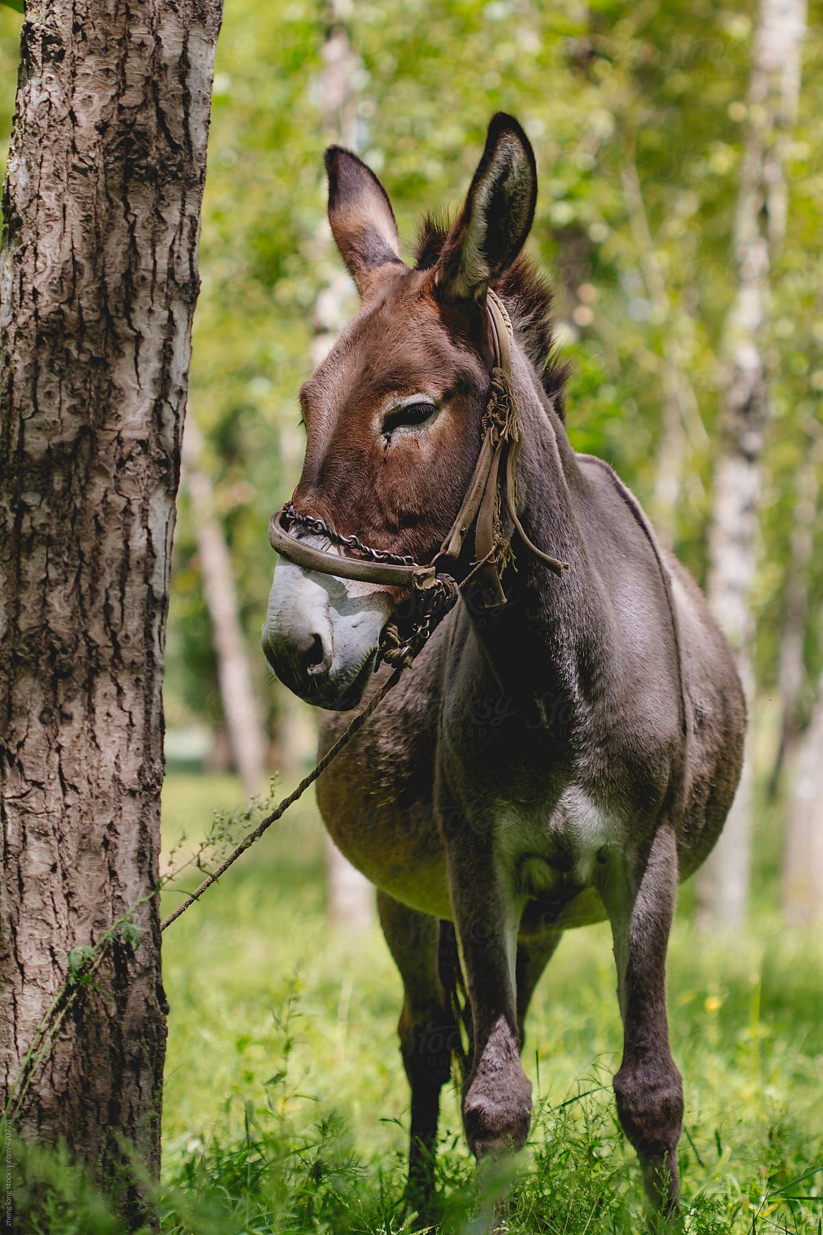 A donkey in the woods