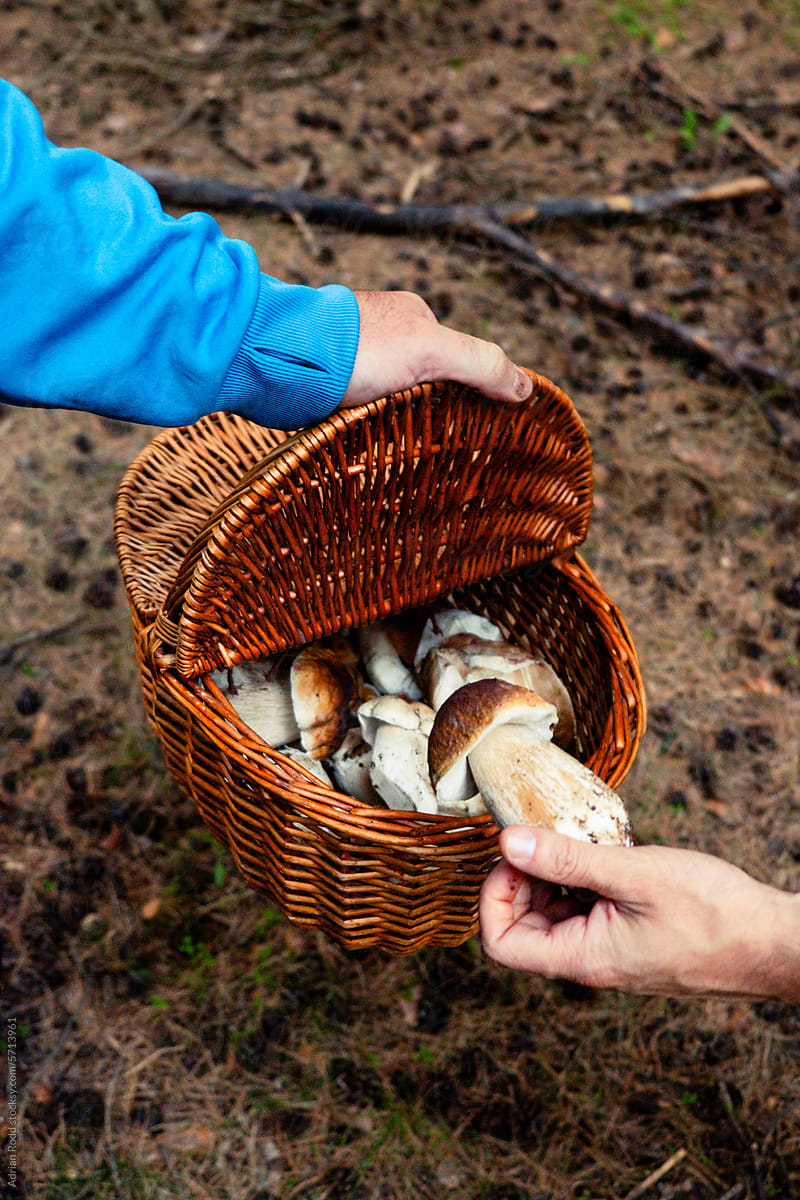 Gathering Wild Mushrooms