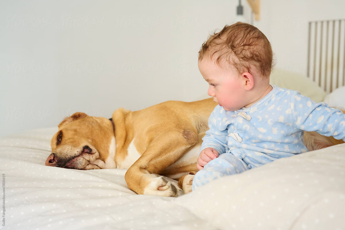 Cute baby with Amstaff dog on bed