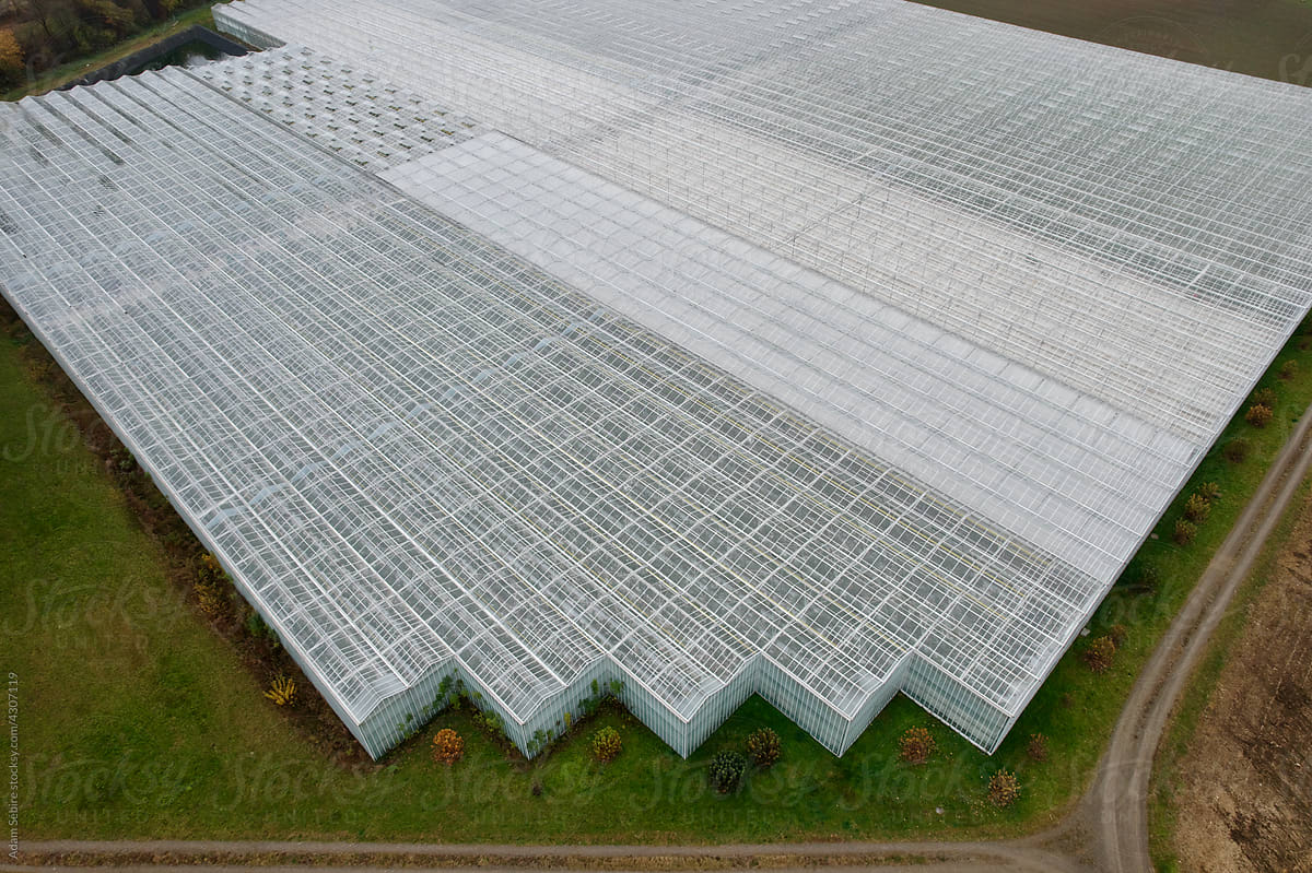 Tomato growing, agricultural greenhouse in Europe