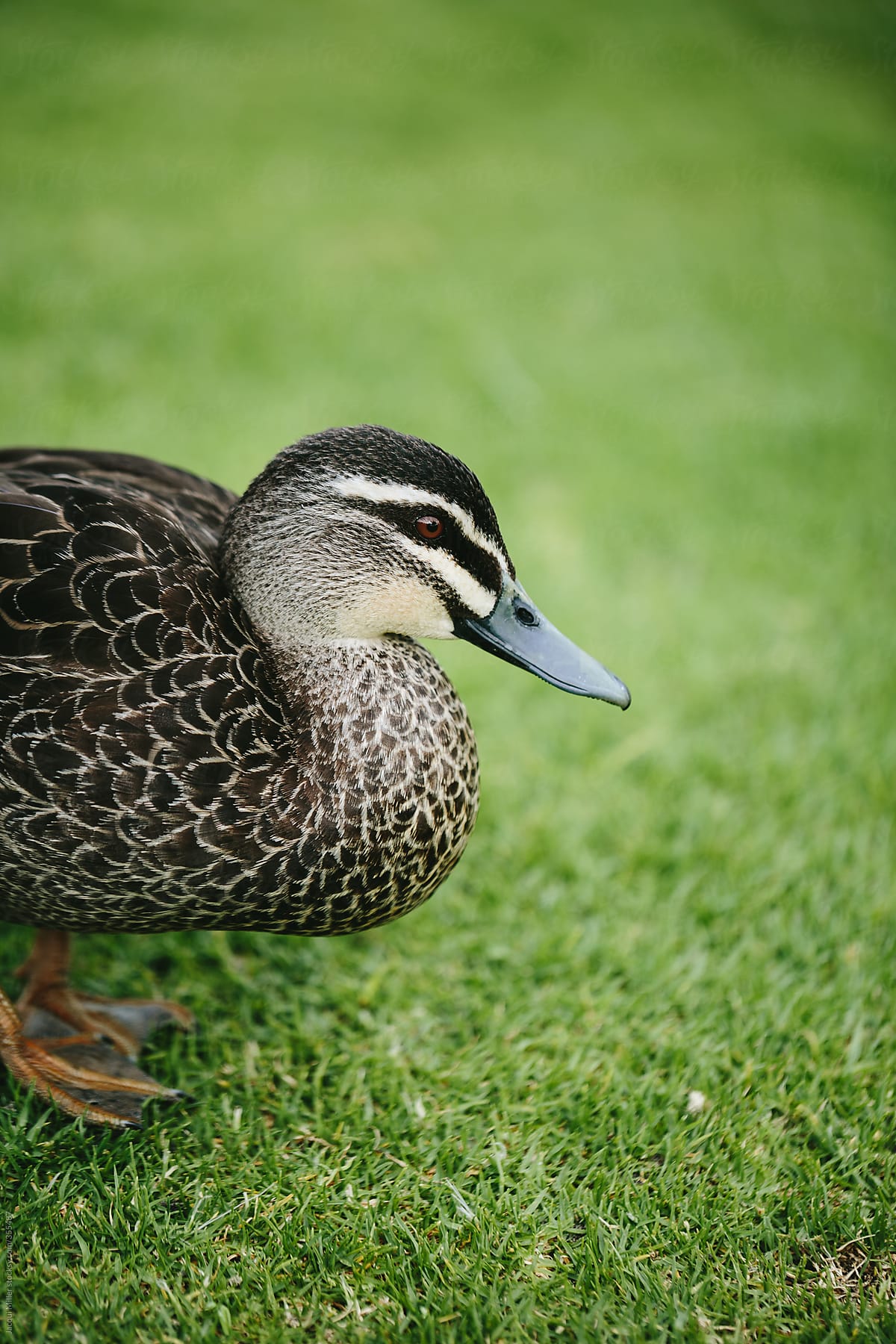 Side view of Pacific black duck (Anas superciliosa) standing on grass