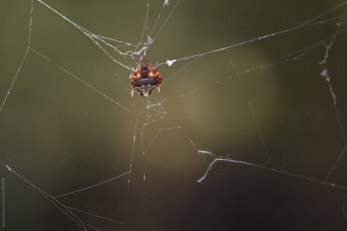 Orange and black Orb weaver spider on a web