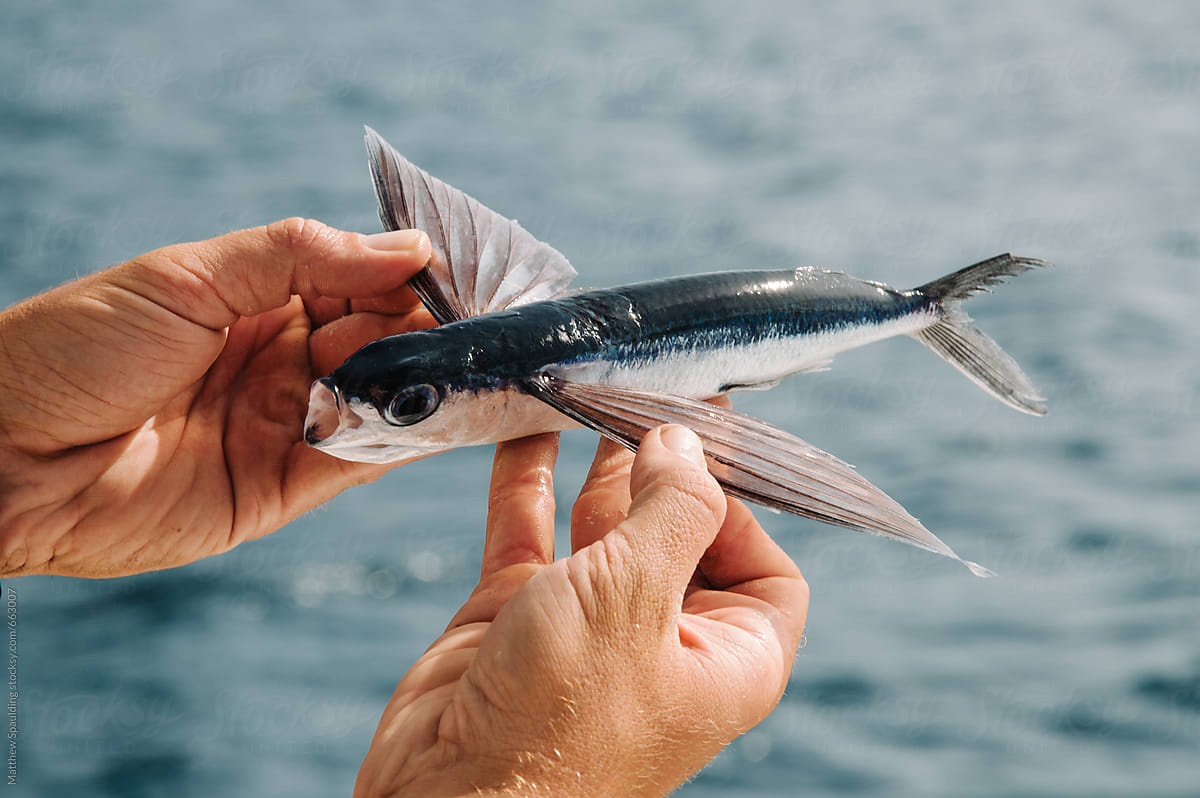 Flying Fish In Hands by Stocksy Contributor Matthew Spaulding