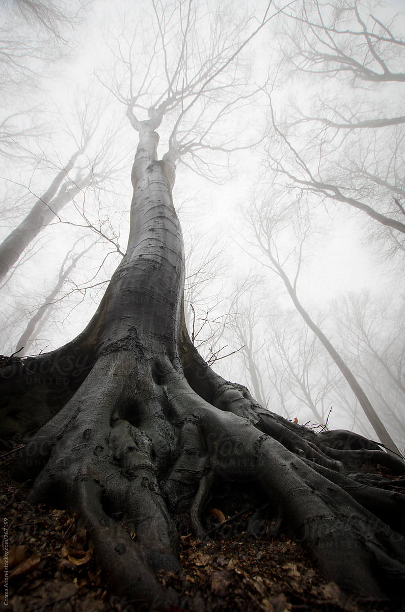 Vertical photo of tree with big roots in mysterious forest with fog