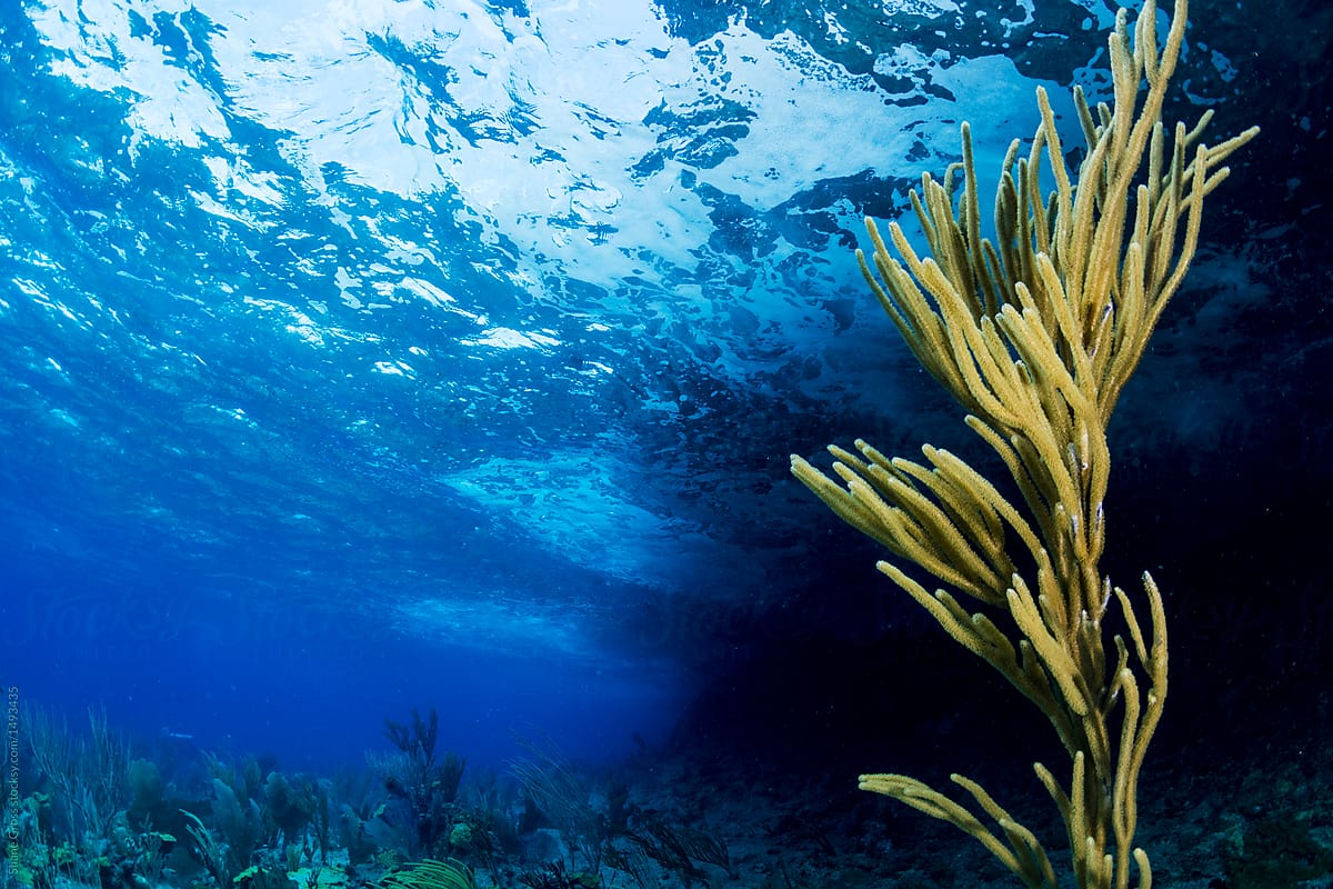 Bahamas Tropical Seascape (underwater landscape)