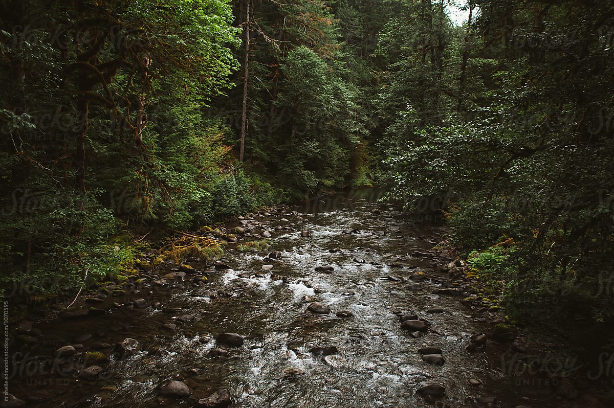 Creek/River Running Through the Olympic National Park in Washington