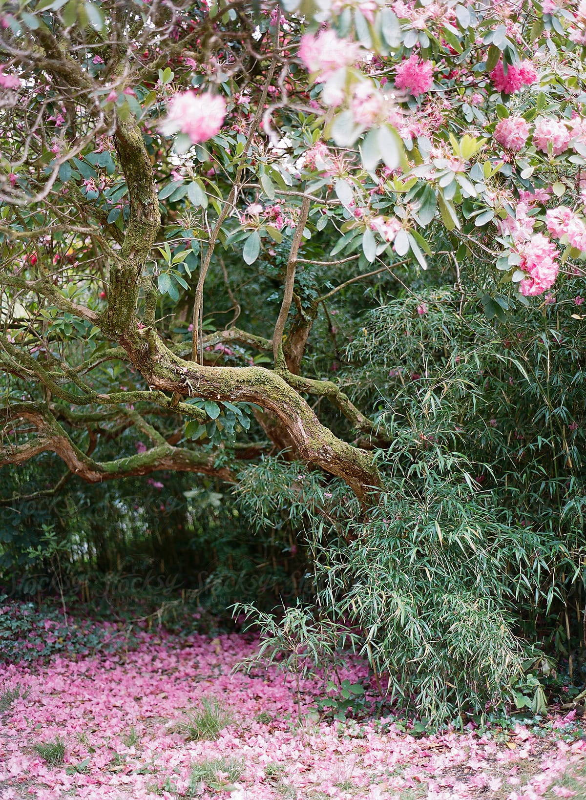 140 cm extra large artificielle Fleur Rhododendron Bush Tree Rose #7249