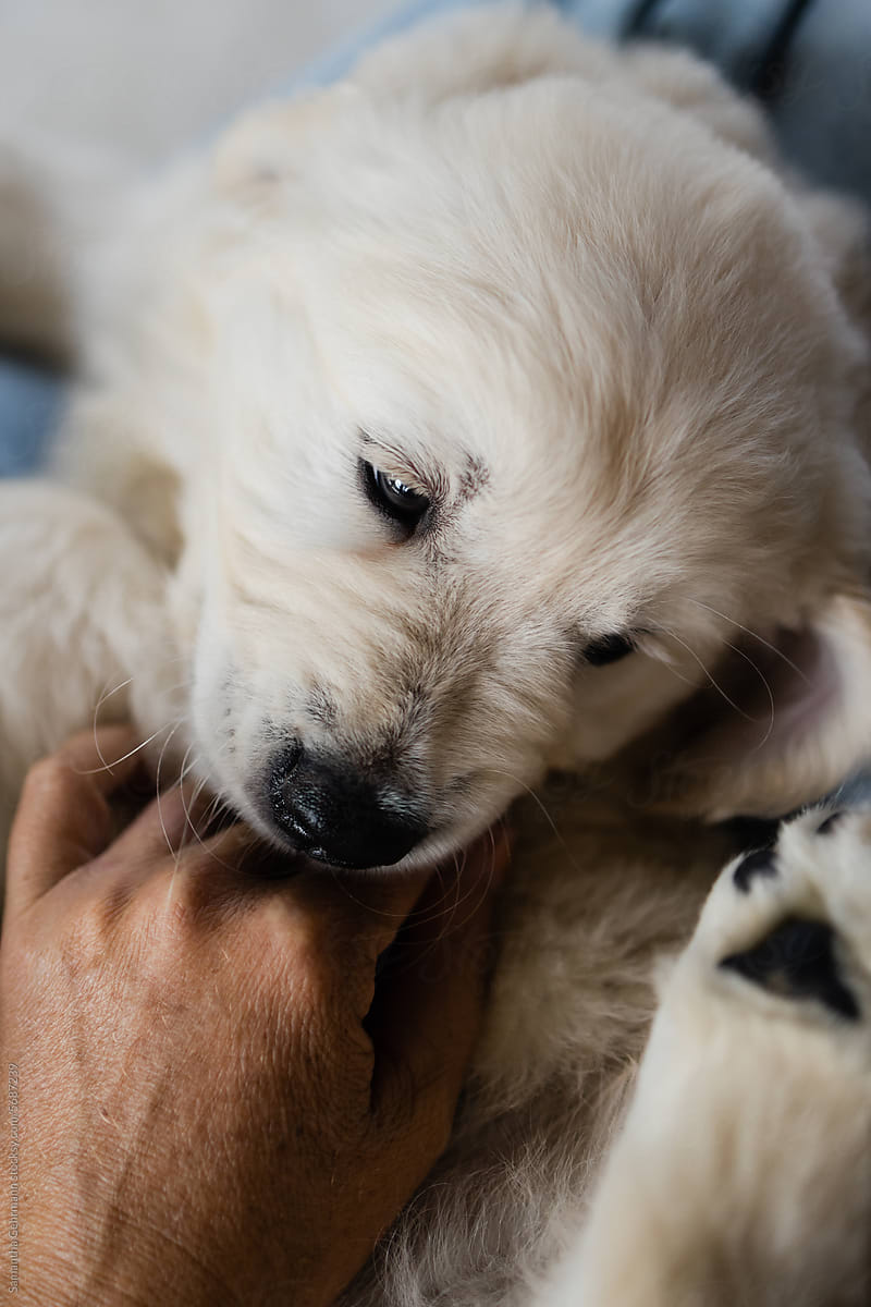 golden retriever puppy in photographers lap