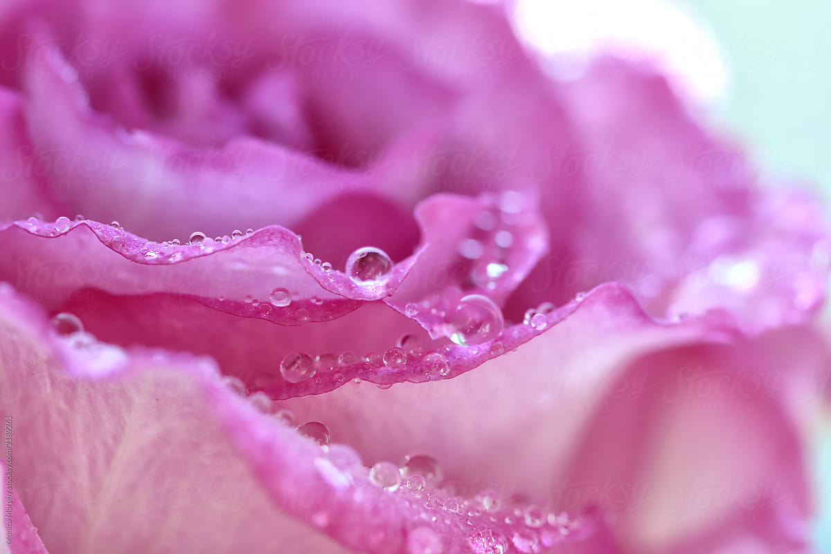 Water Drops on Rose Petals
