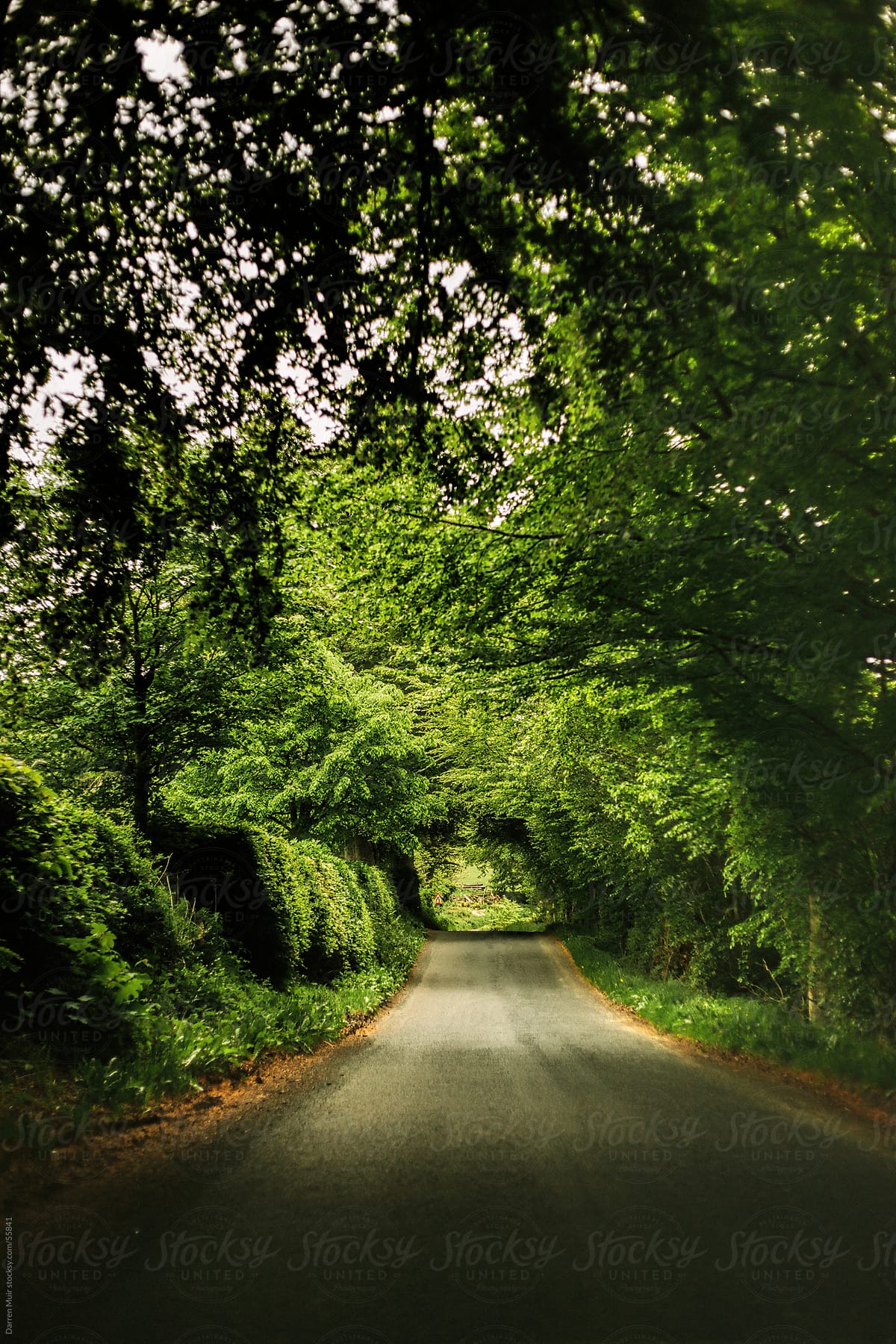 Leafy country road.