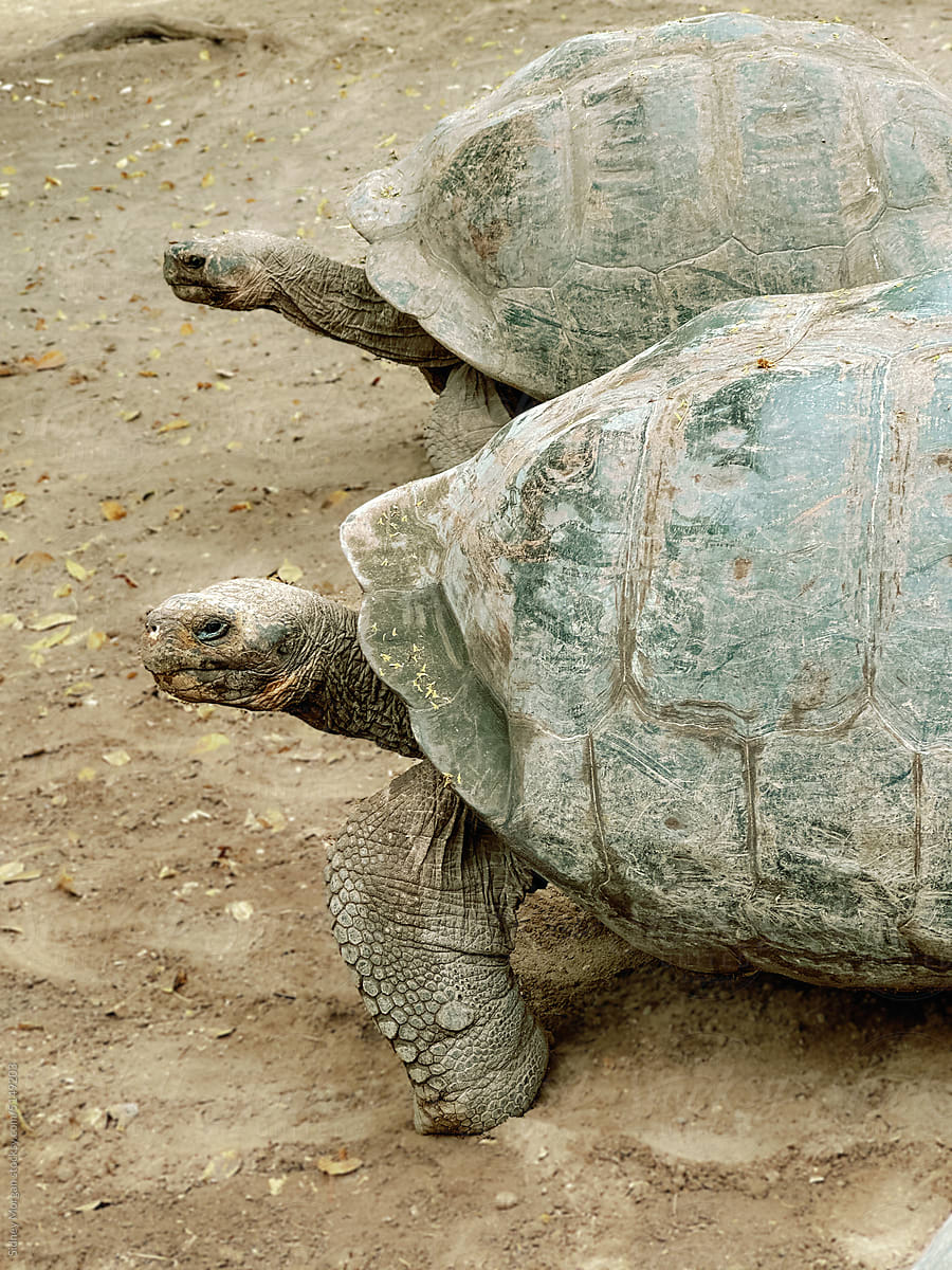 Galapagos Tortoises in the Dirt