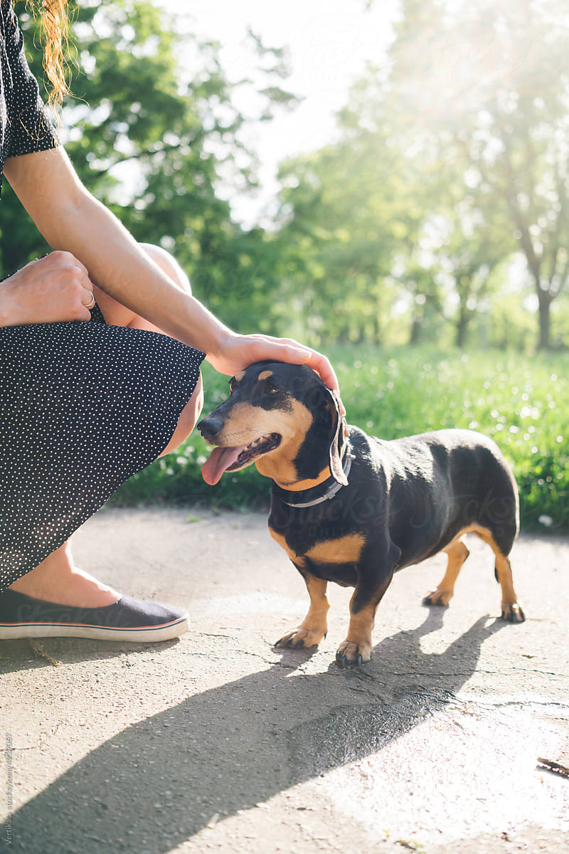 Nonymous woman petting a black dachshund in the park