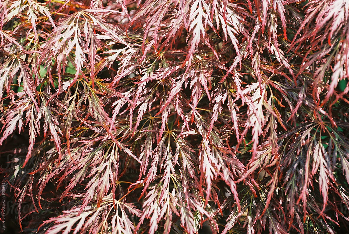 Dark red Acer tree leaves. Norfolk, UK.