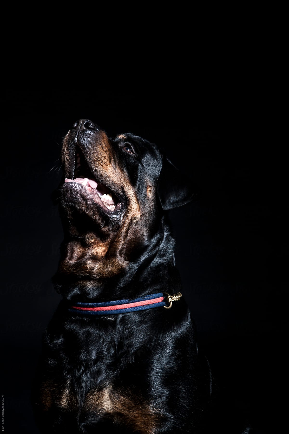 Rottweiler dog looking up with mouth open