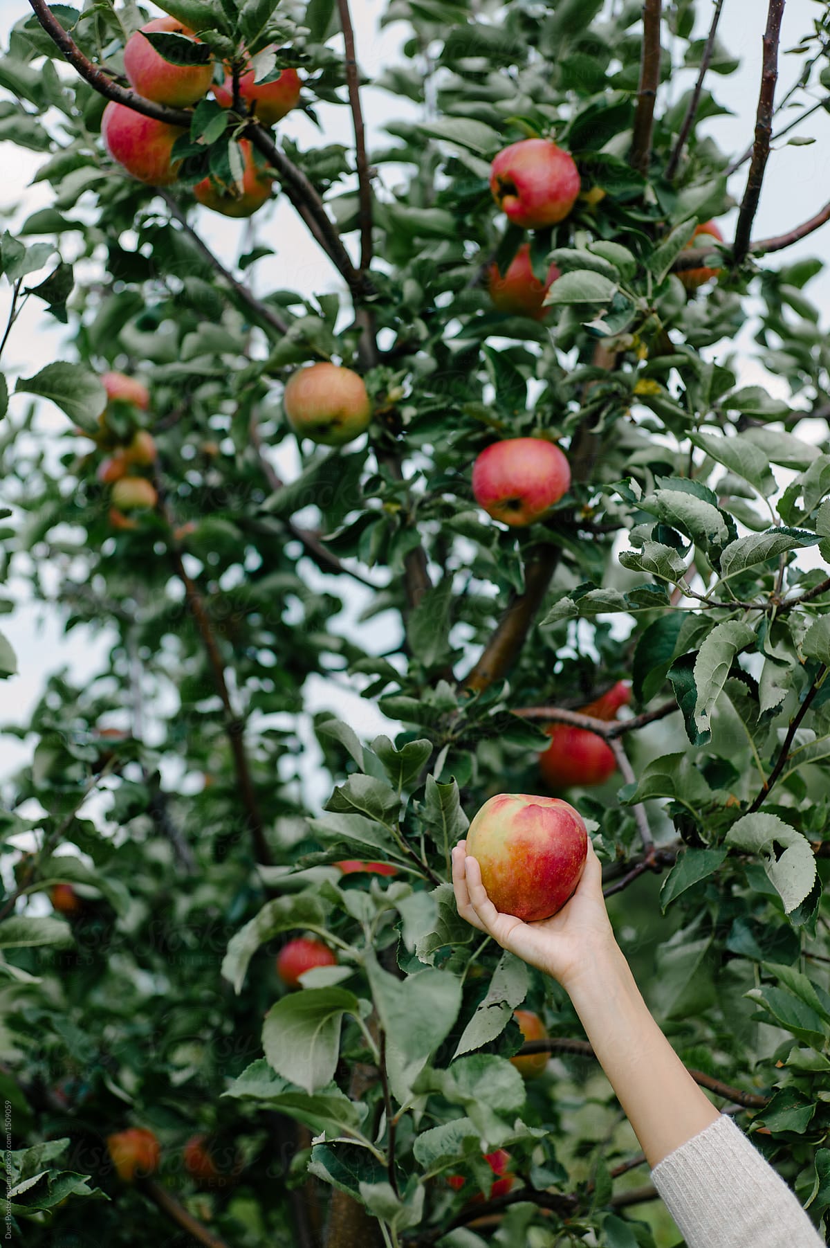 Person picking apples from tree