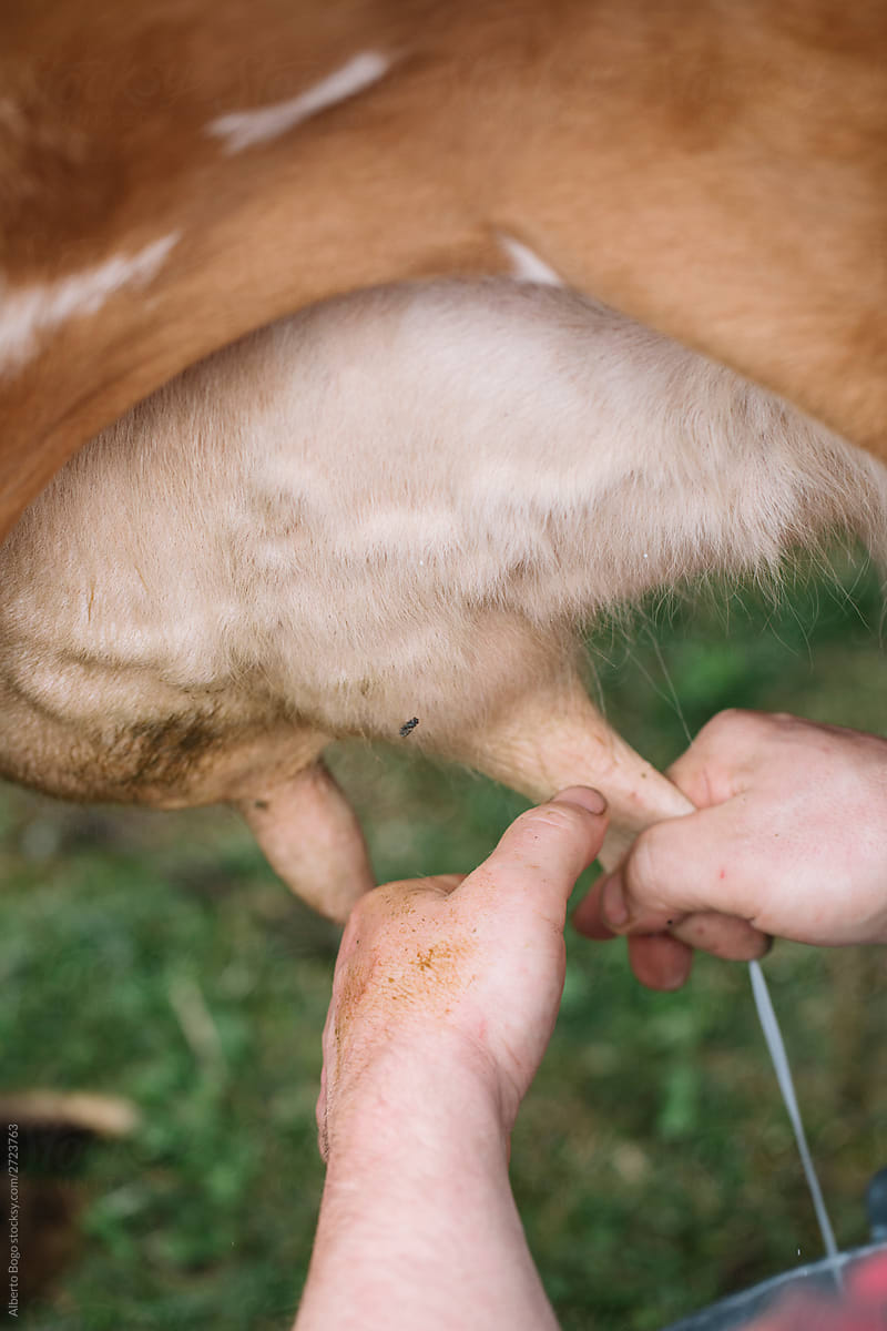 Unrecognizable farmer milking cow by hand on farm