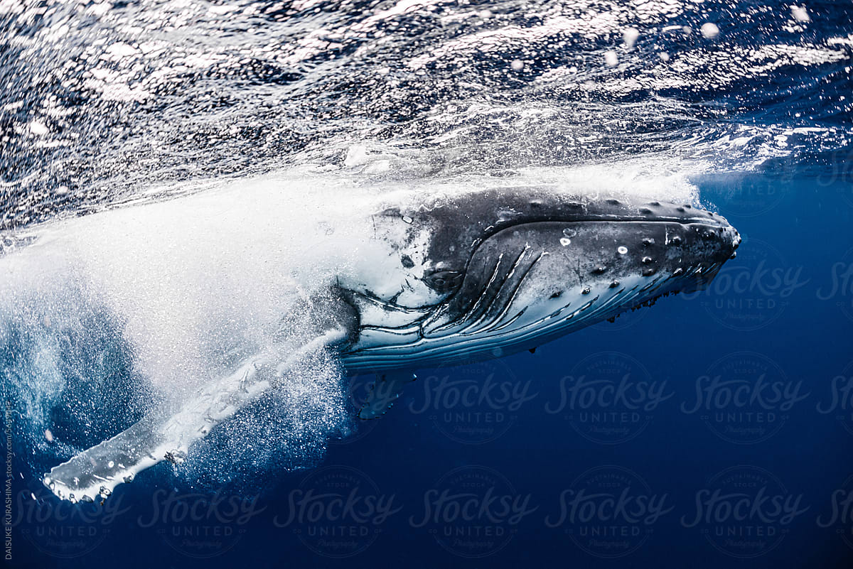 White Humpback Whale