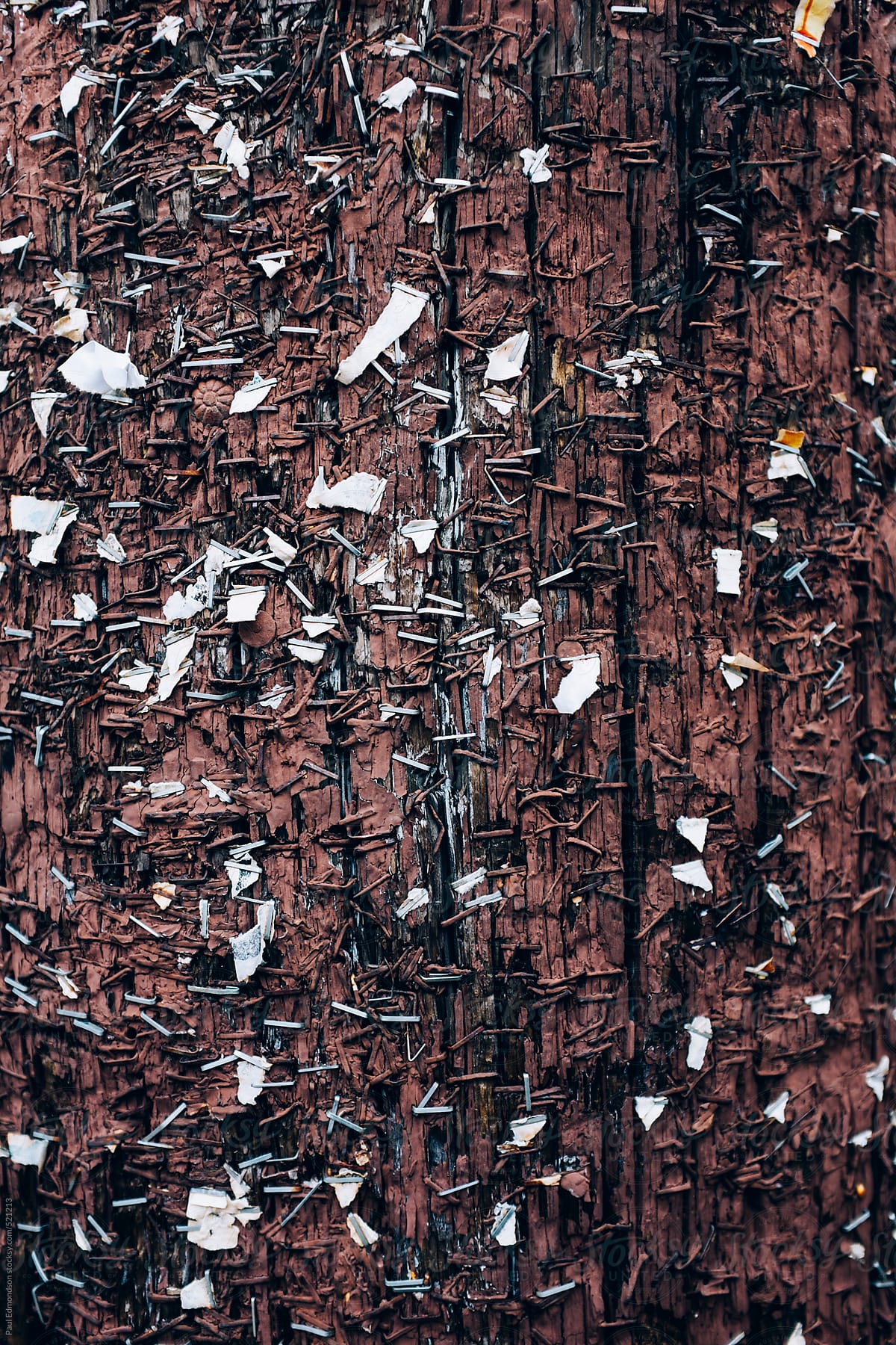 Close up of staples on paint covered telephone pole