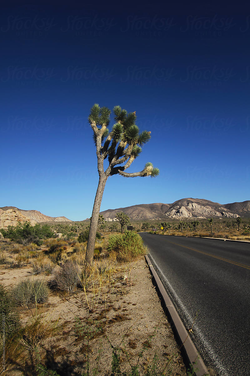 The arid landscape of Joshua Tree NP