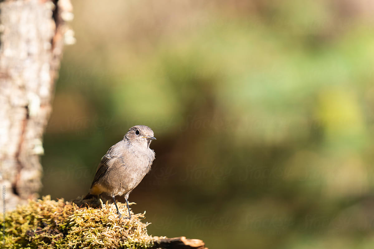 Female Black Redstart Perched On Moss