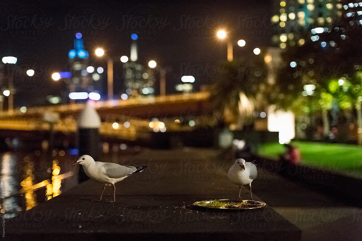 Seagulls in the city at night