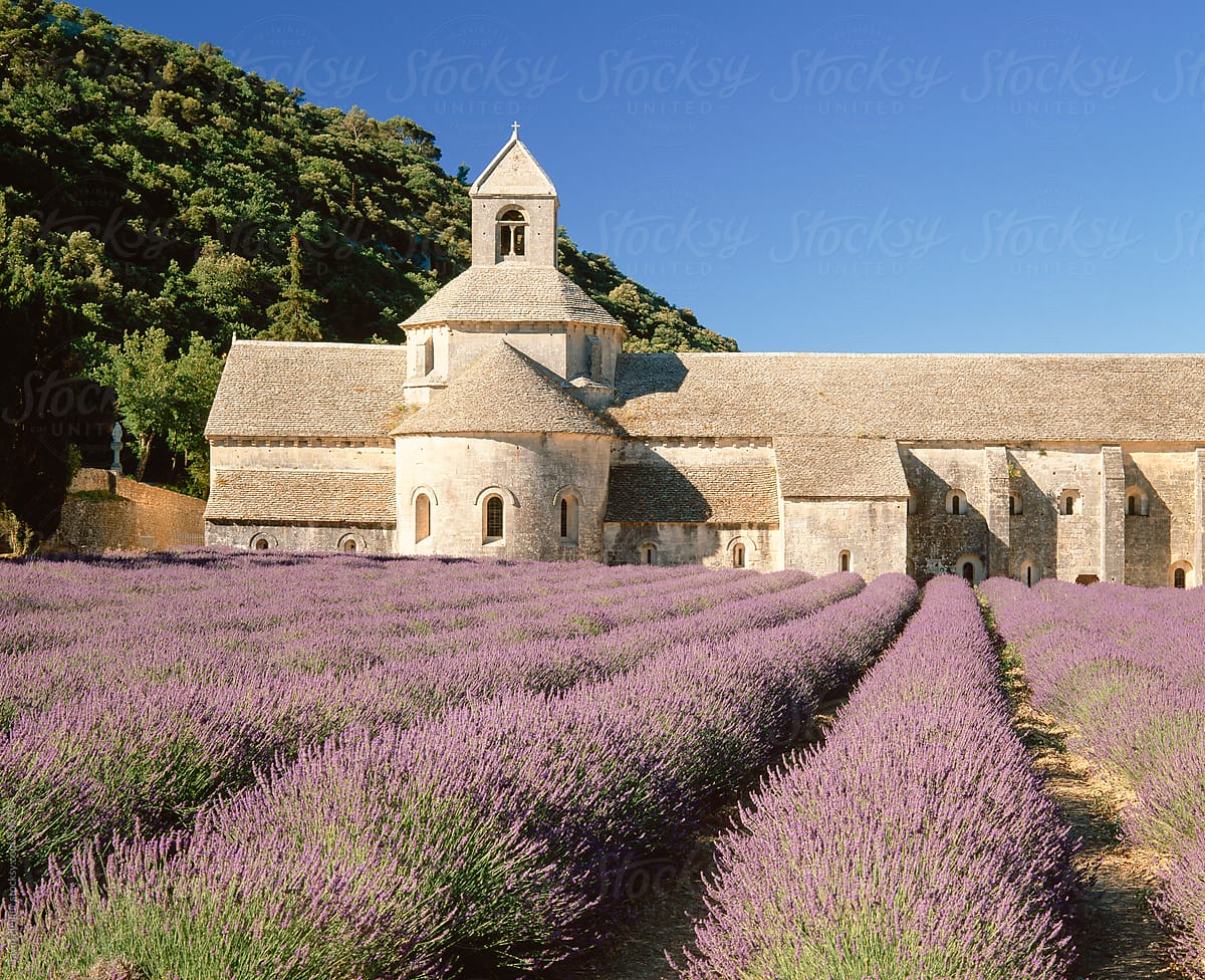 Senanque Abbey (Abbaye de Senanque) and lavender fields, Gordes, Provence, France, Europe