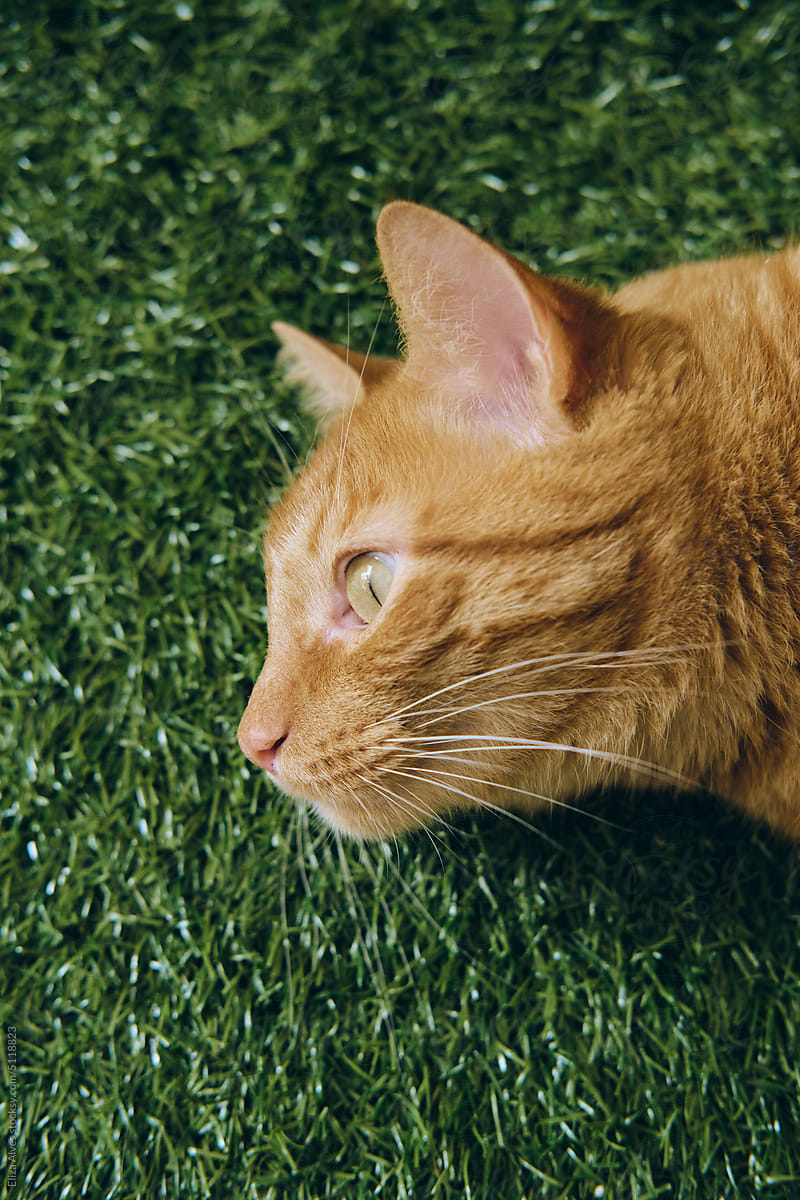 Orange cat portrait