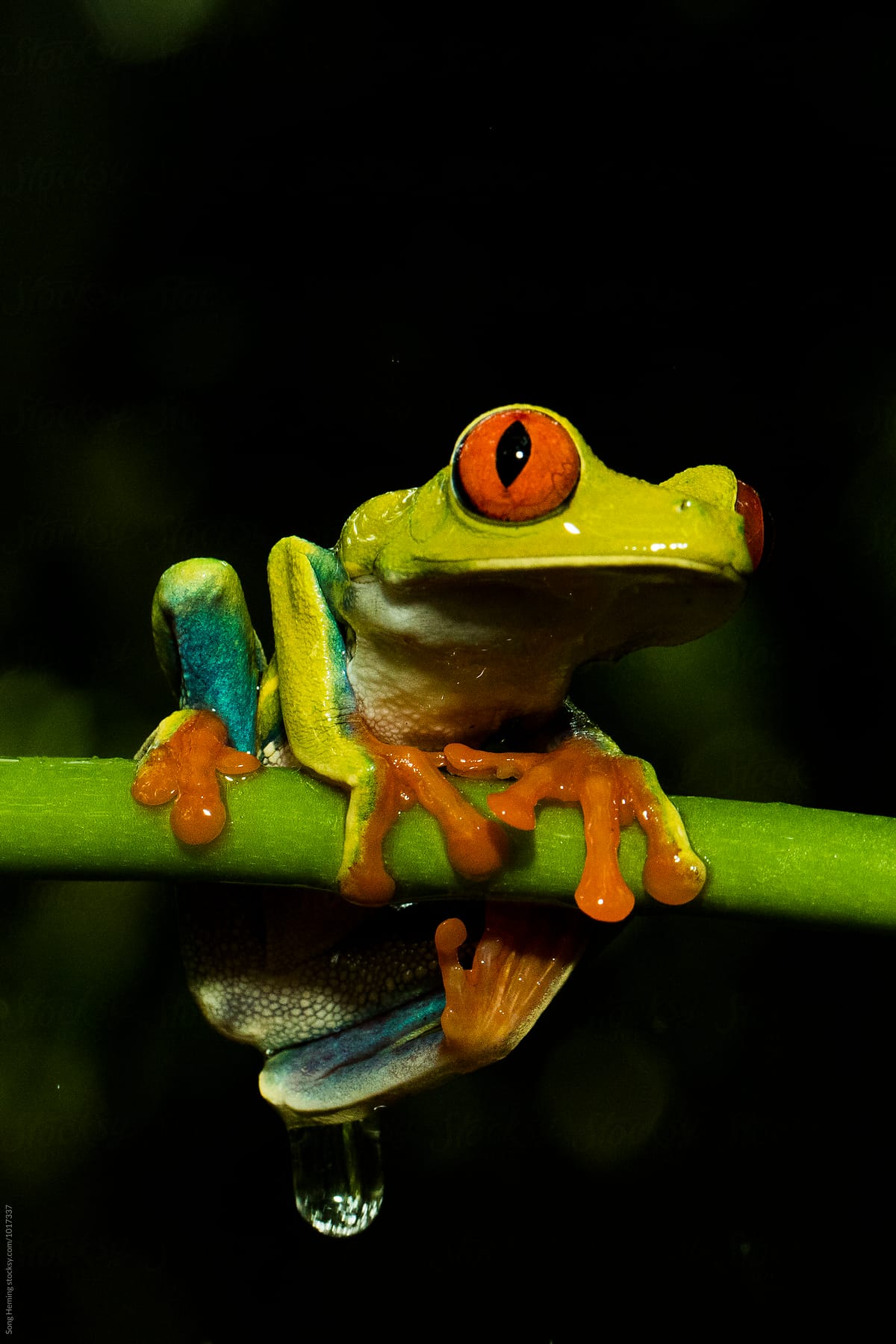 Portrait of Red-Eyed Tree Frog ,Agalychnis callidryas