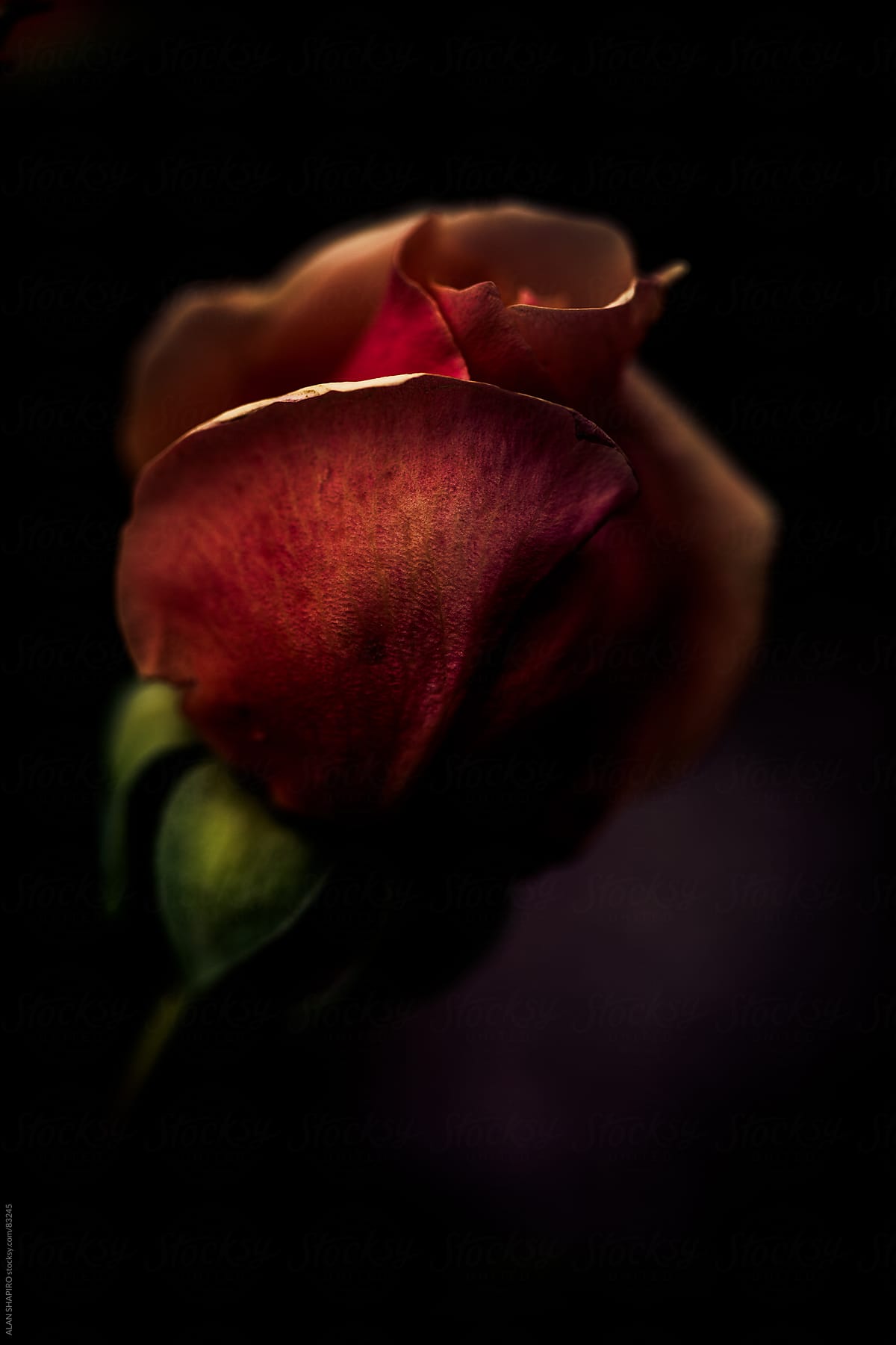 A rose in shadow