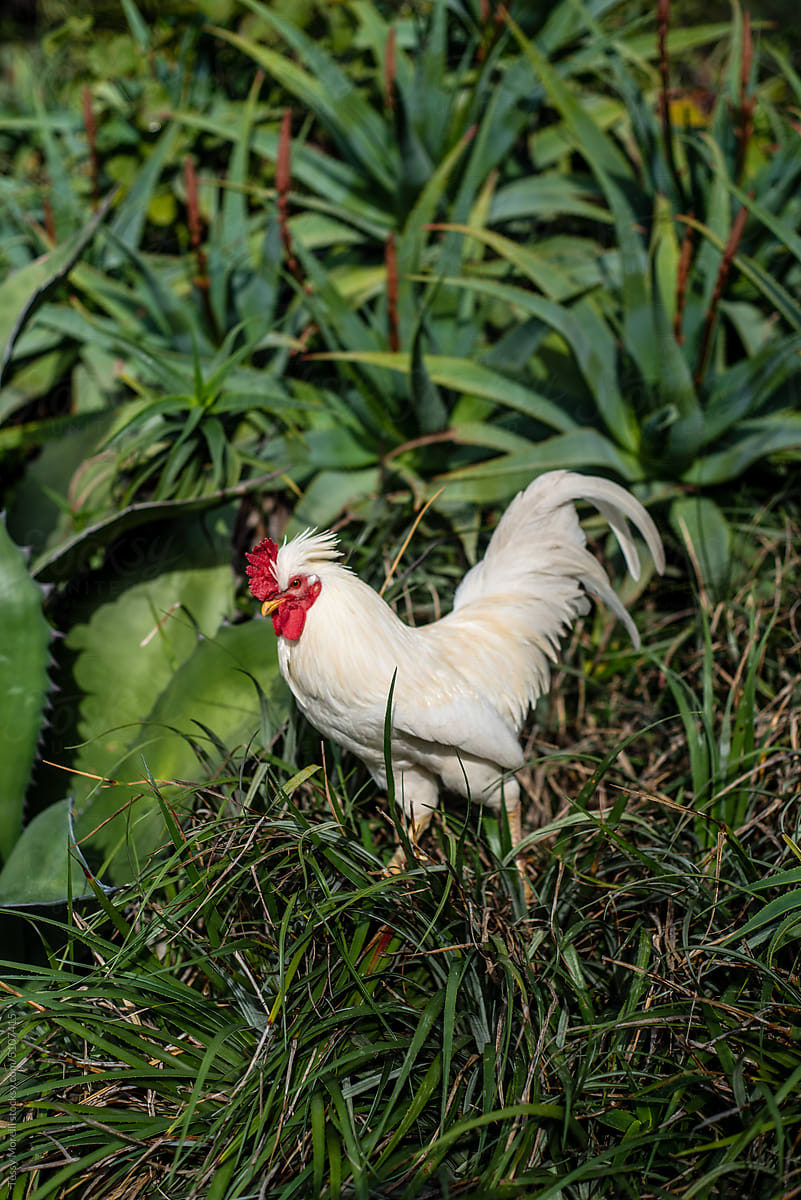 White rooster in the tropical garden